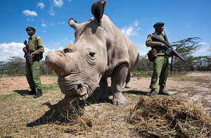 Jeremy Bednarsh White Rhinoceros